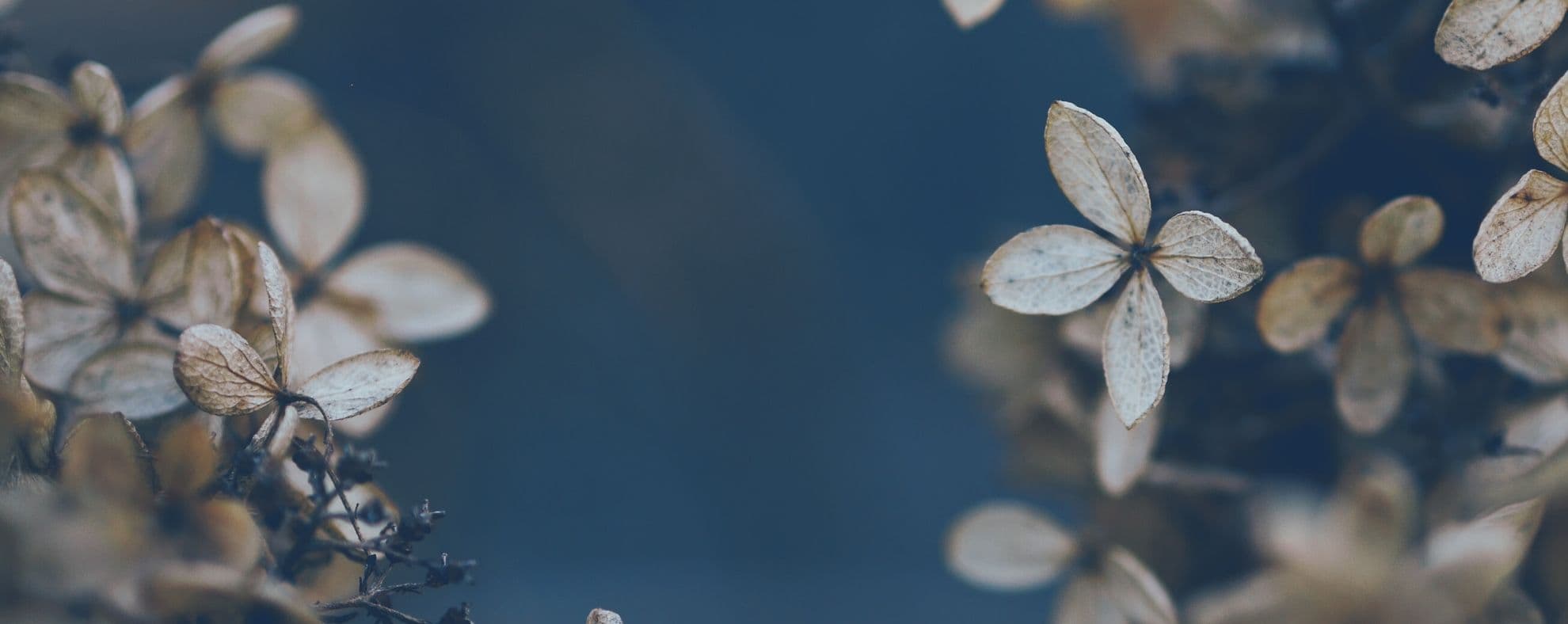 Orbs Update December 2019